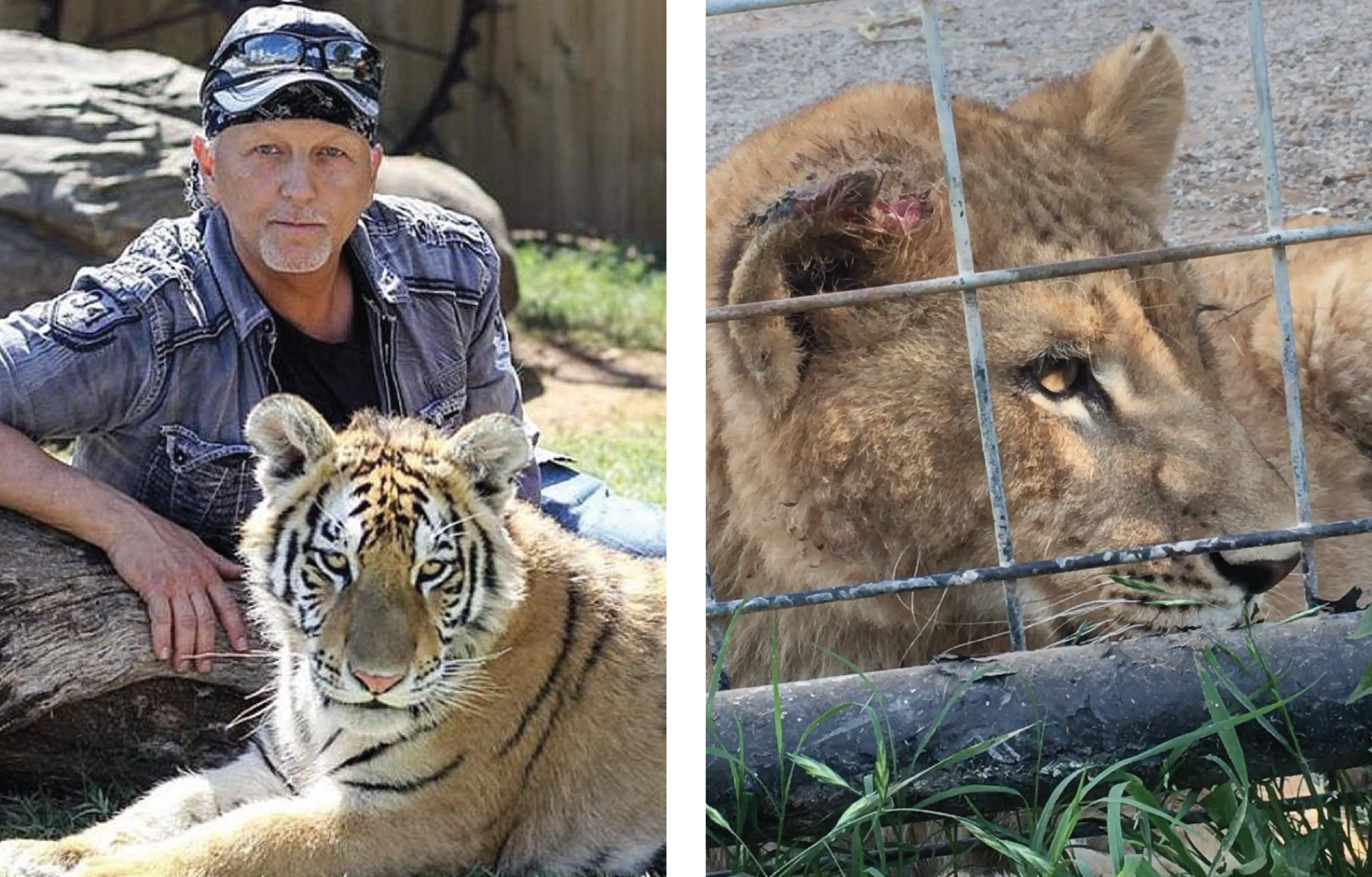 Tiger King Joe Exotic’s former park now called ‘zoo of horrors’ 