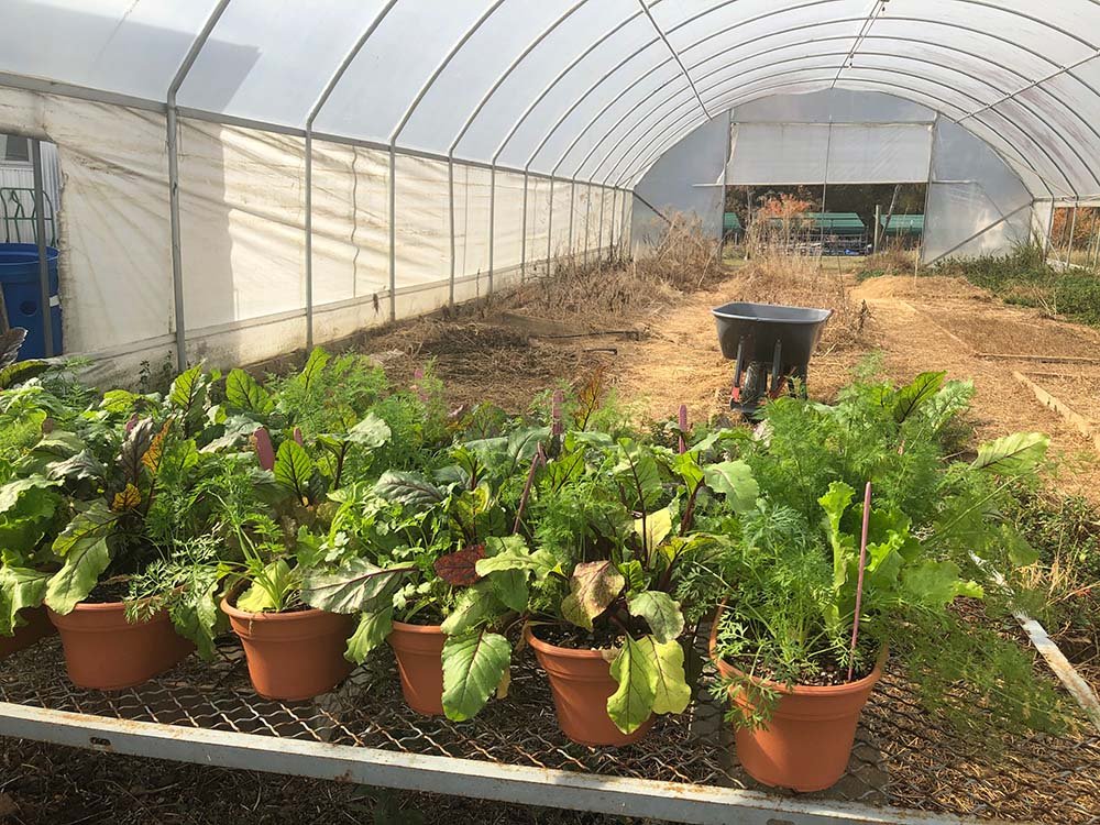 Mississippi Farmers Market