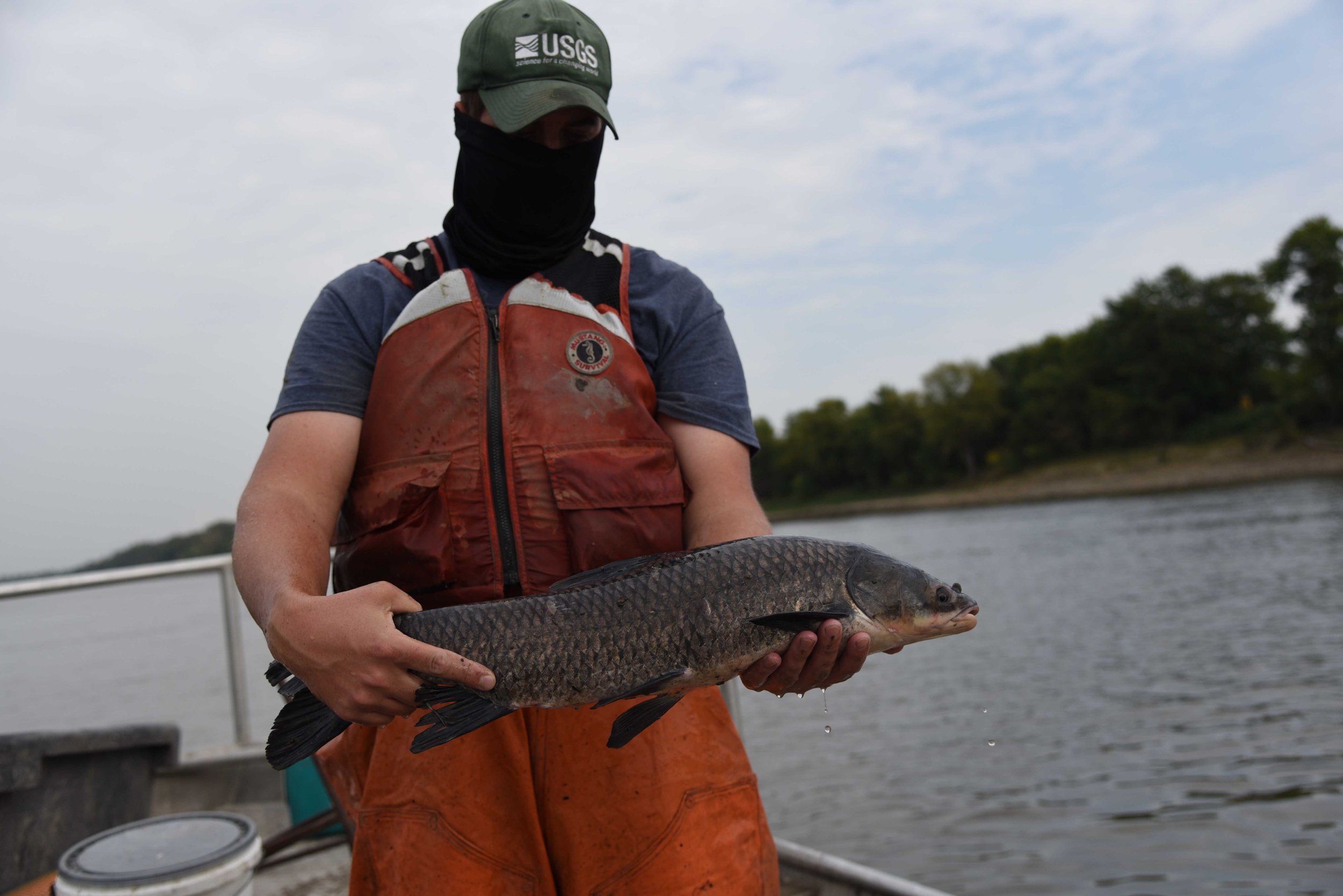 Invasive black carp now thriving in the Mississippi River basin